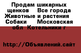 Продам шикарных щенков  - Все города Животные и растения » Собаки   . Московская обл.,Котельники г.